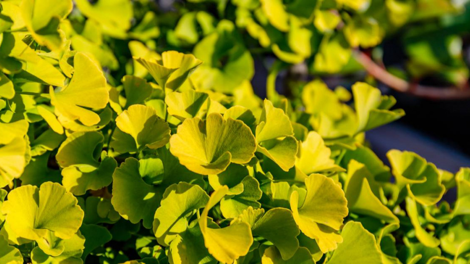 Jinan dvoulaločný (Ginkgo biloba) ‘Mariken‘