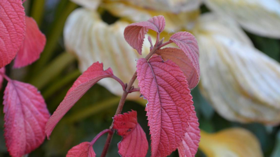 Kalina řasnatá (Viburnum plicatum) ‘Mariesii’