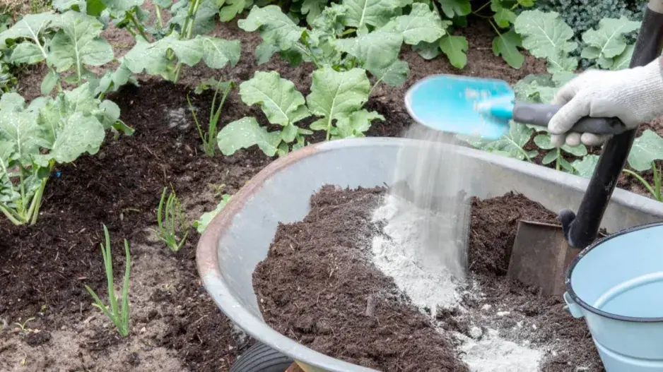 Kamenná moučka Kamenná moučka