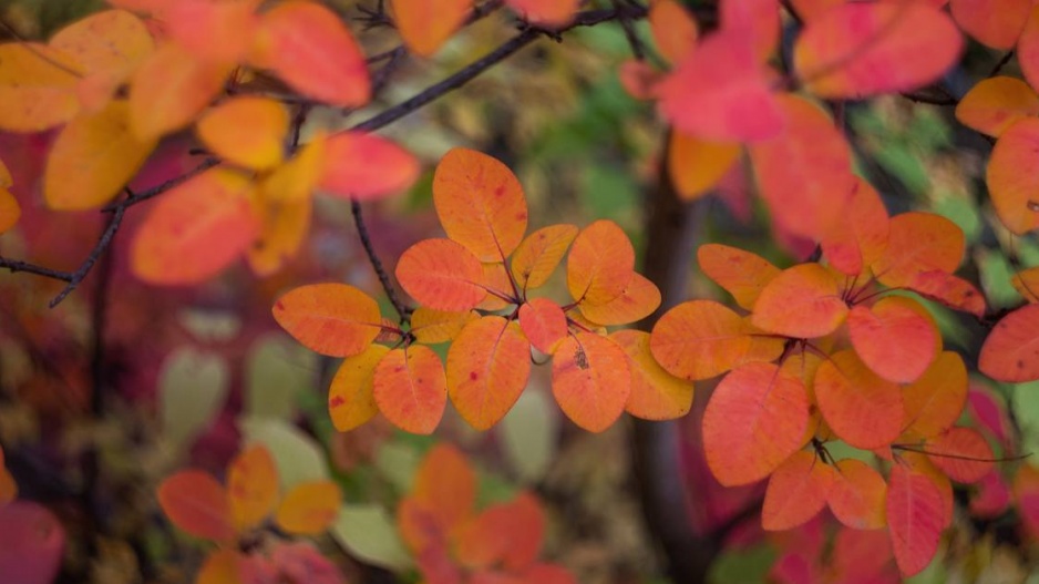 Ruj vlasatá (Cotinus coggygria)