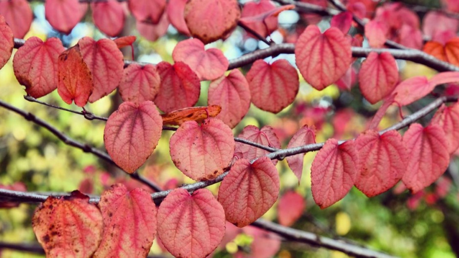 Zmarličník japonský (Cercidiphyllum japonicum)