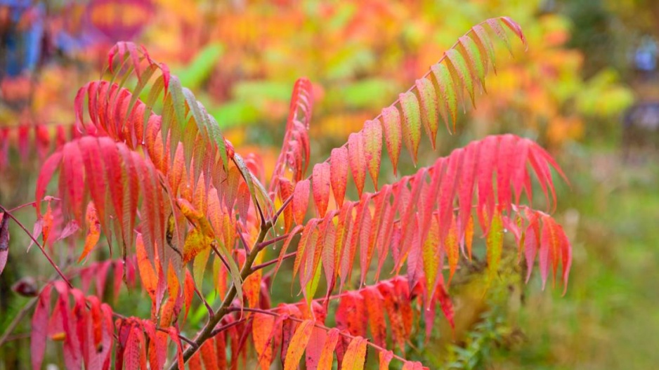 Škumpa ocetná (Rhus typhina)