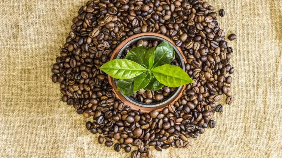 Kávovník a kávová zrna