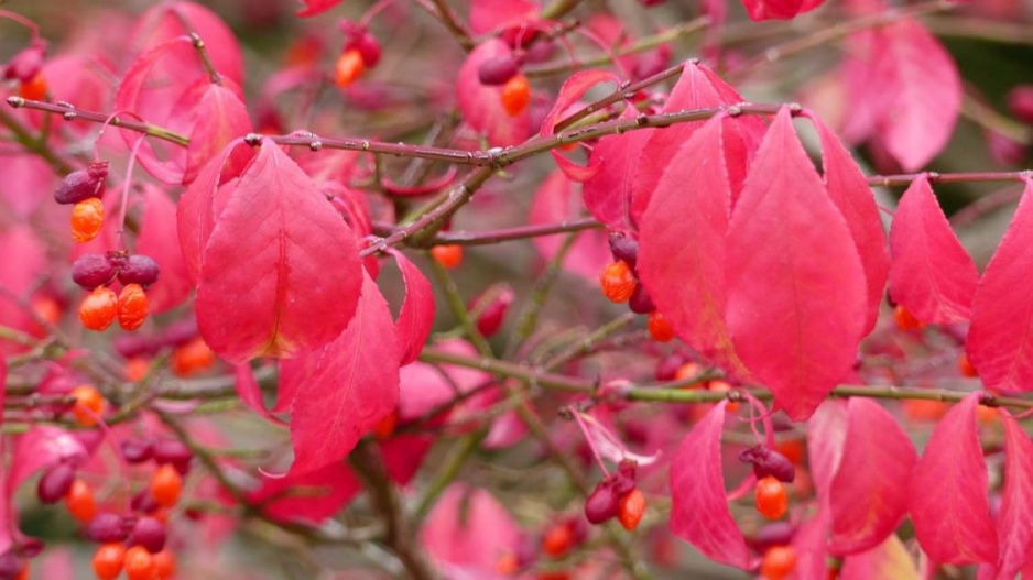 Brslen křídlatý (Euonymus alatus) 