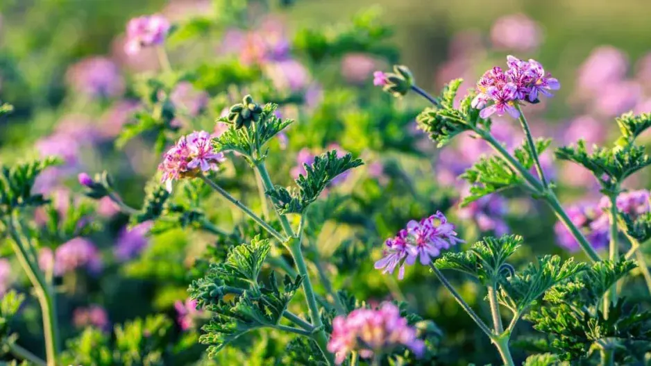 Muškát vonný (Pelargonium graveolens)