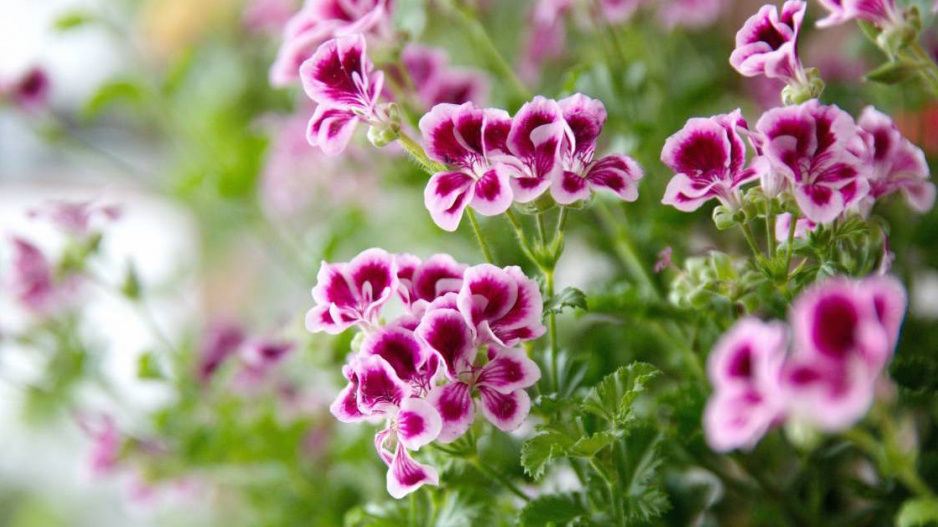 Andělské pelargonie (Angel Eyes)