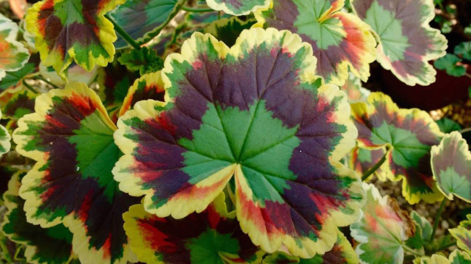 Listy pelargonie ’Mrs Pollock’