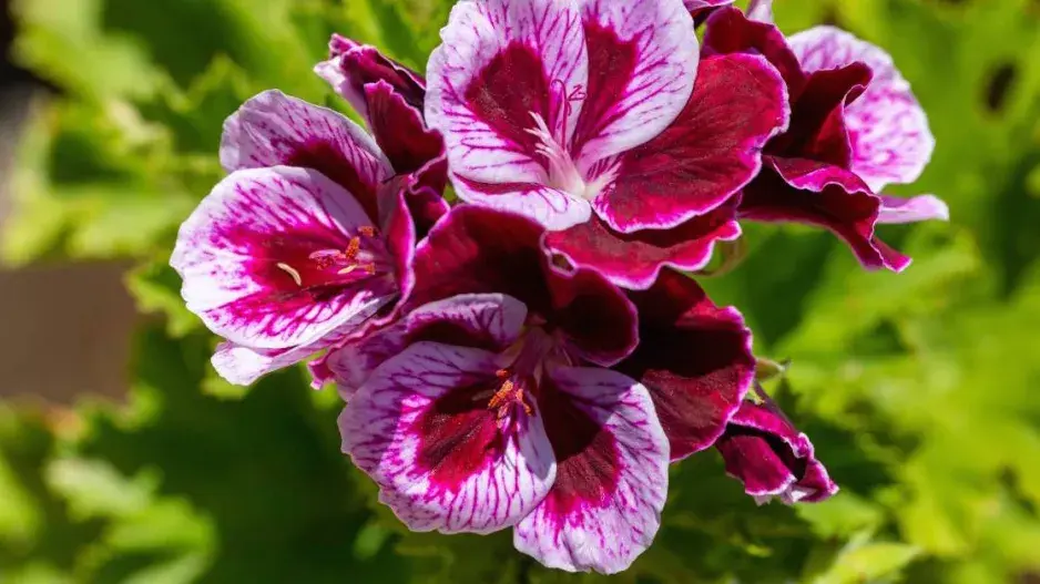 Muškát Angel Eyes ’Bicolor’