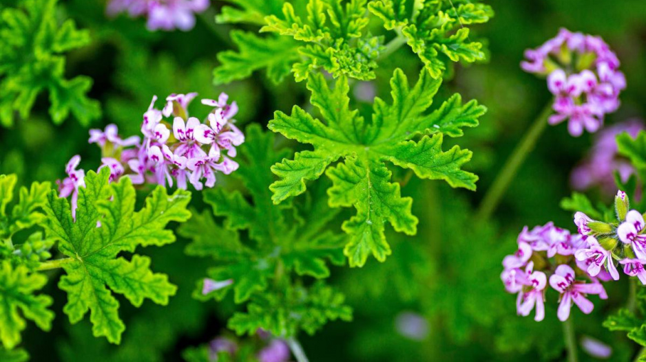 Vonný muškát (Pelargonium graveolens)