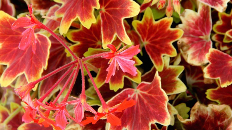 Listy pelargonie ’Vancouver Centenial’