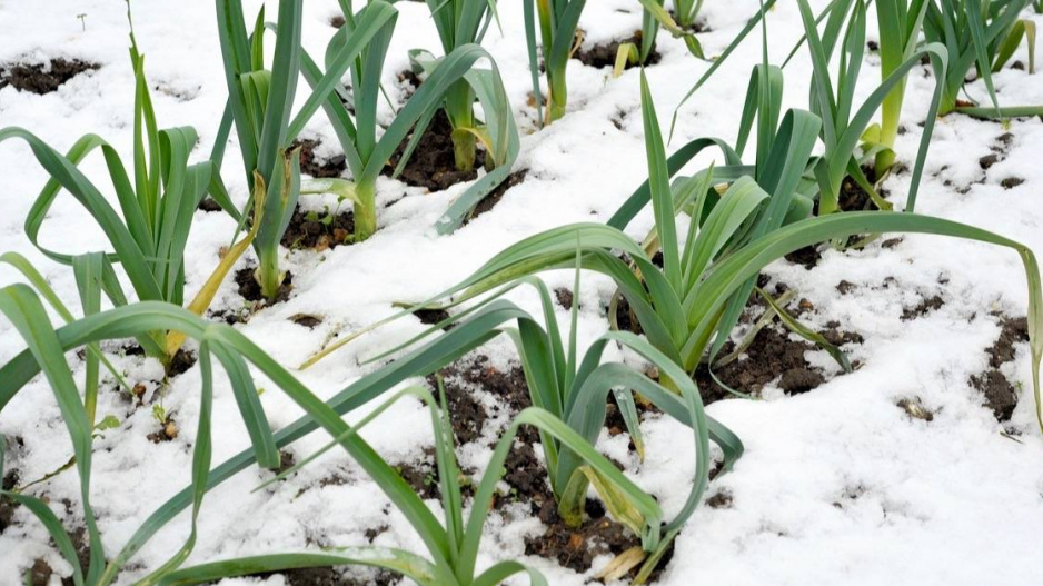 Pórek (Allium porrum)