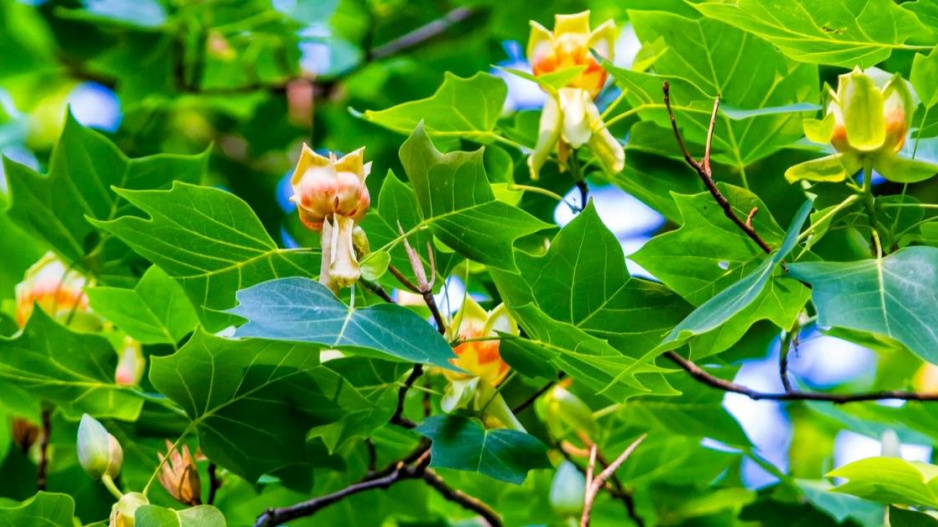 Liliovník tulipánokvětý (Liriodendron tulipifera)