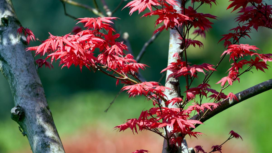 Javor šedý (Acer griseum)