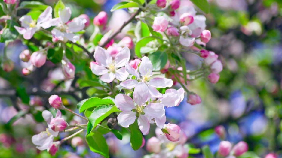 Květy plané jabloně (Malus)