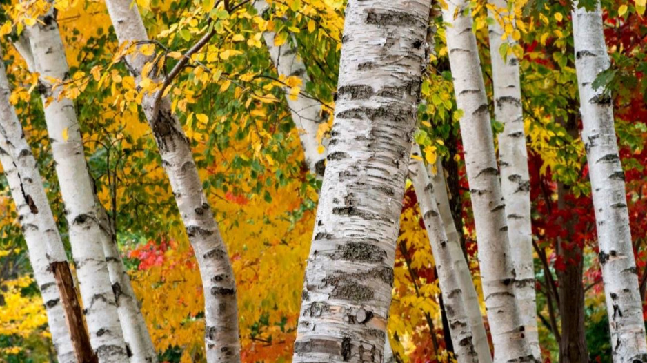 Bříza papírovitá (Betula papyrifera)