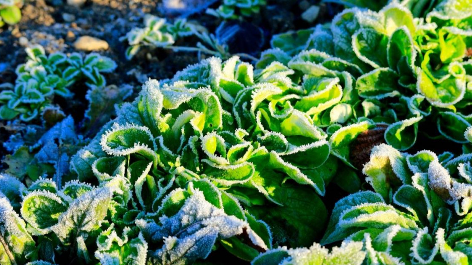 Polníček (Valerianella locusta)