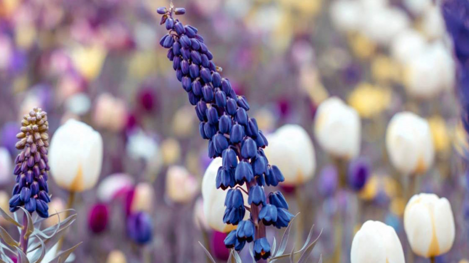 Řebčík perský (Fritillaria persica)