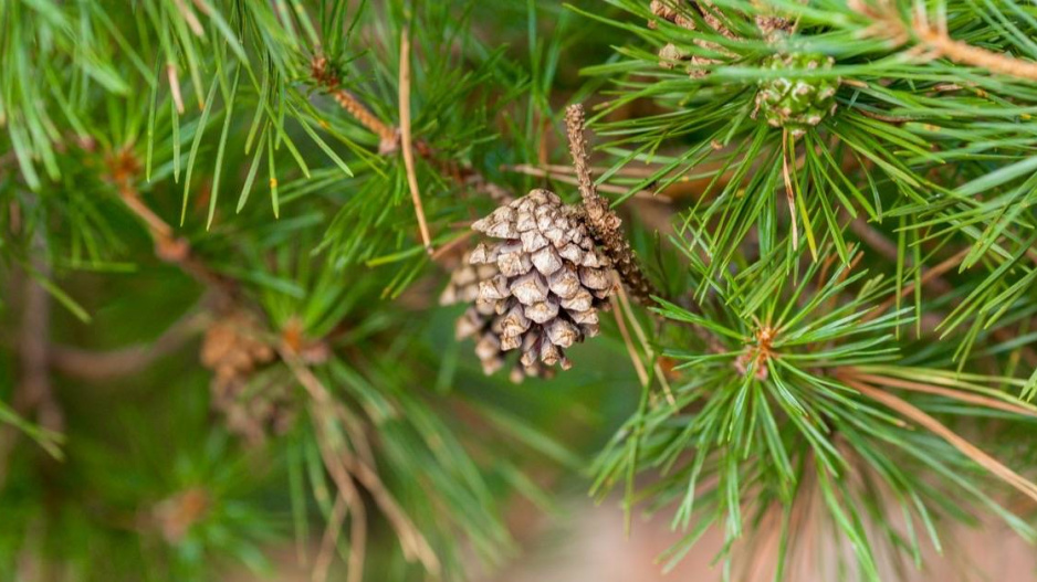 Borovice (Pinus)