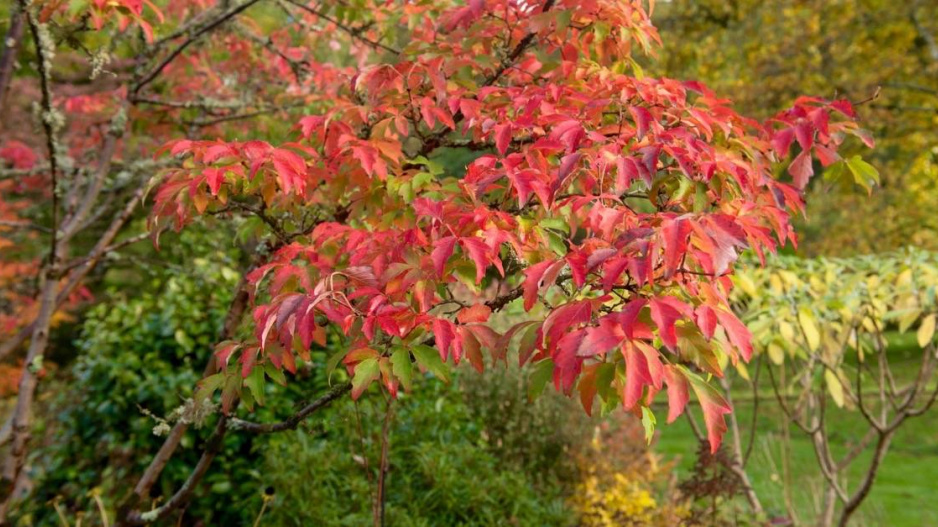 Javor šedý (Acer griseum)