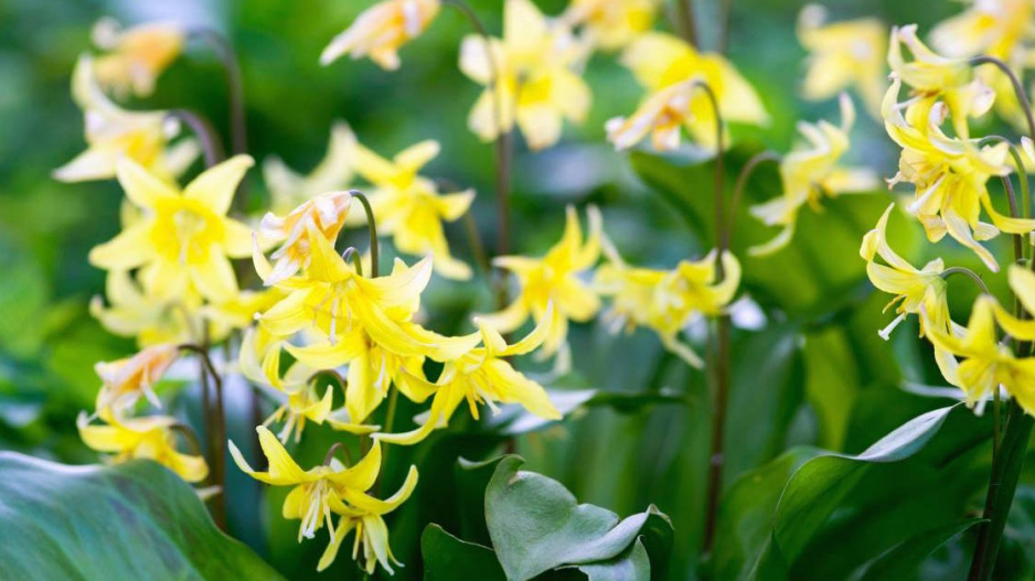 Kandík (Erythronium tuolumnense) ’Pagoda’