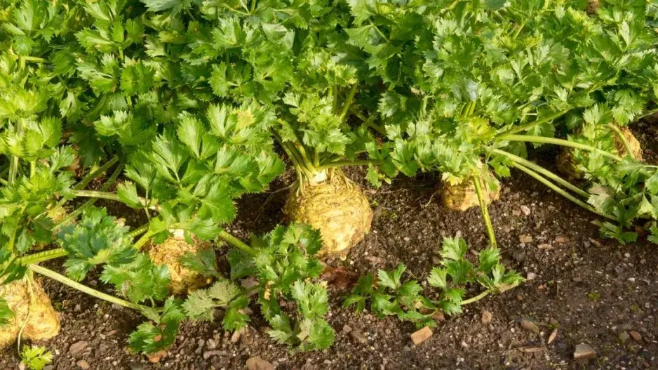 Bulvový celer (Apium graveolens var. rapaceum) Bulvový celer (Apium graveolens var. rapaceum)