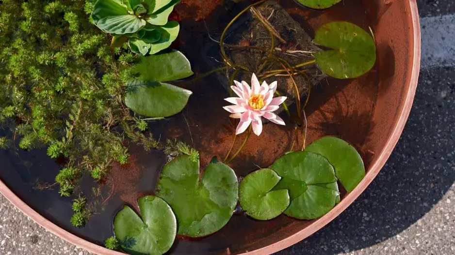 Vodní rostliny v nádobě Vodní rostliny v nádobě