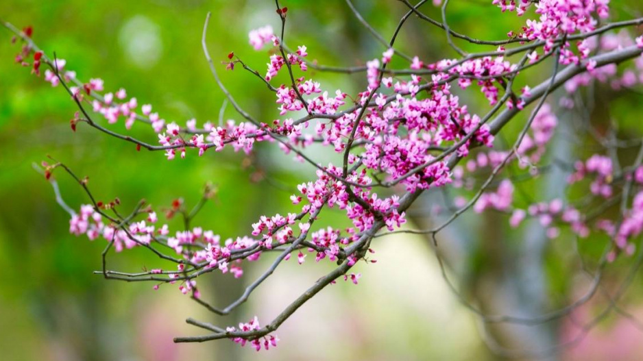 Zmarlika kanadská (Cercis canadensis)