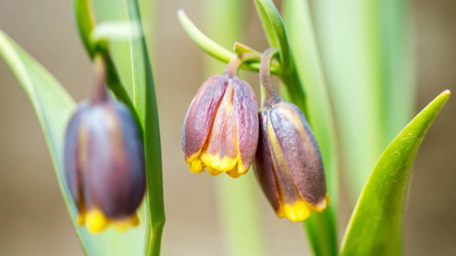 Řebčík Michajlovského (Fritillaria michailovskyi)