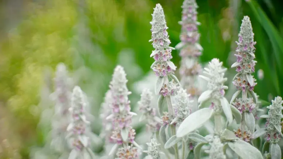 Čistec vlnatý (Stachys byzantina)