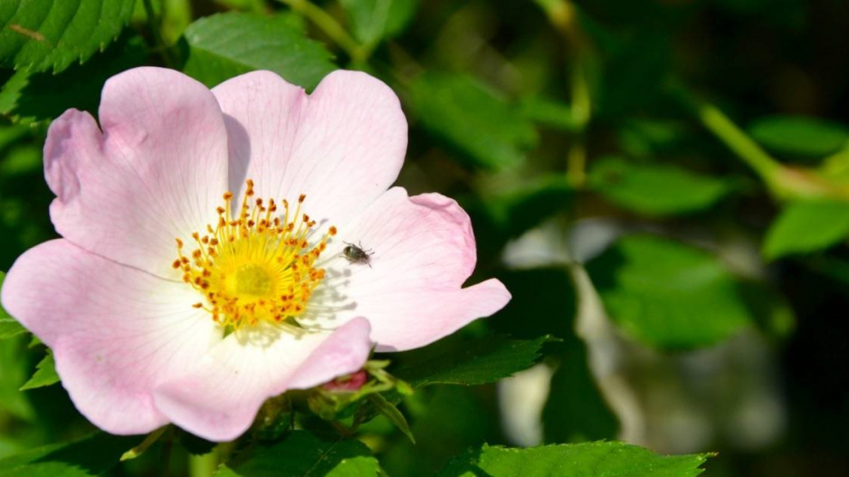 Šípková růže (Rosa canina)