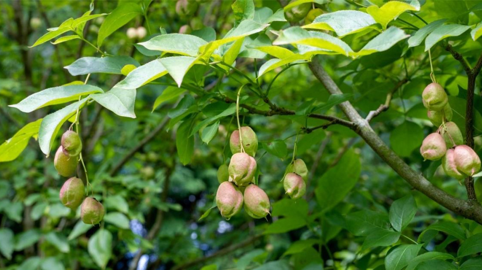 Klokoč zpeřený (Staphylea pinnata) 