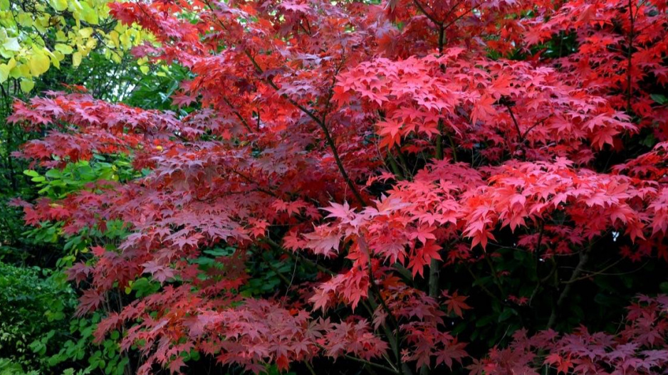 Javor dlanitolistý (Acer palmatum) ‘Bloodgood’