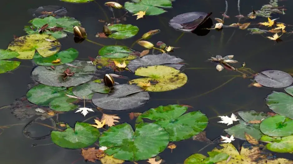 Vodní rostliny Vodní rostliny