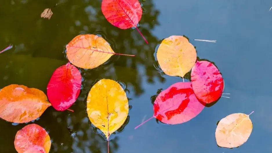 Listy v jezírku Listy v jezírku