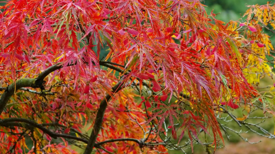 Javor dlanitolistý (Acer palmatum)