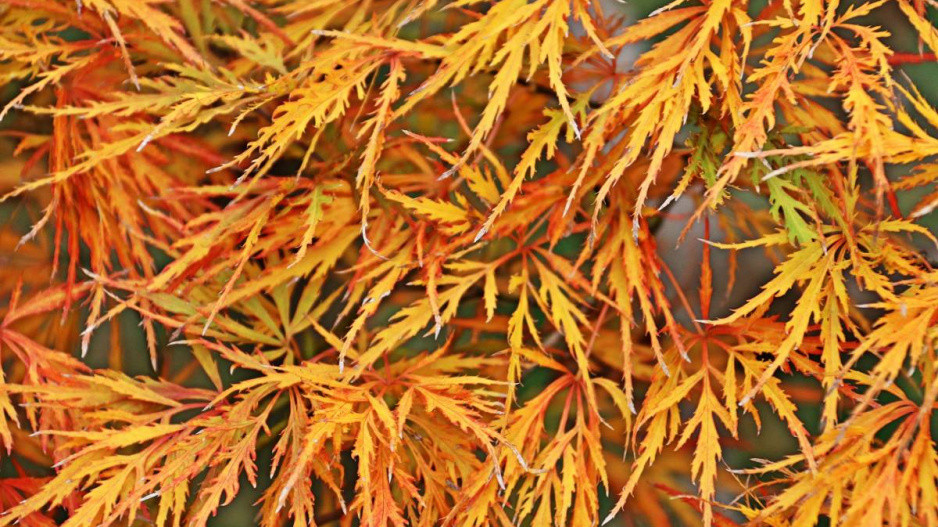 Javor dlanitolistý (Acer palmatum) ’Dissectum’