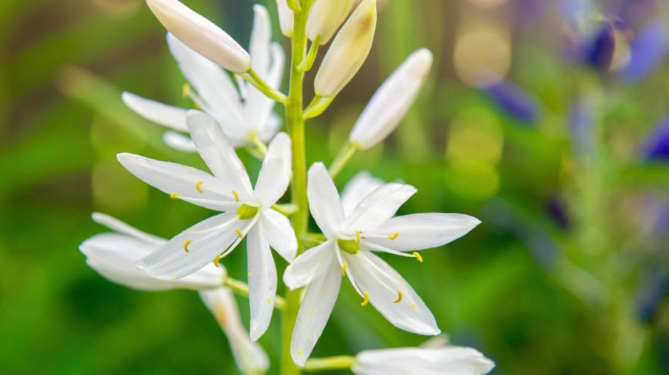 Bílé květy ladoníku (Camassia)