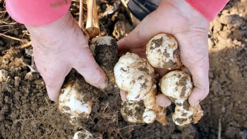 Topinambur (Helianthus tuberosus) Topinambur (Helianthus tuberosus)