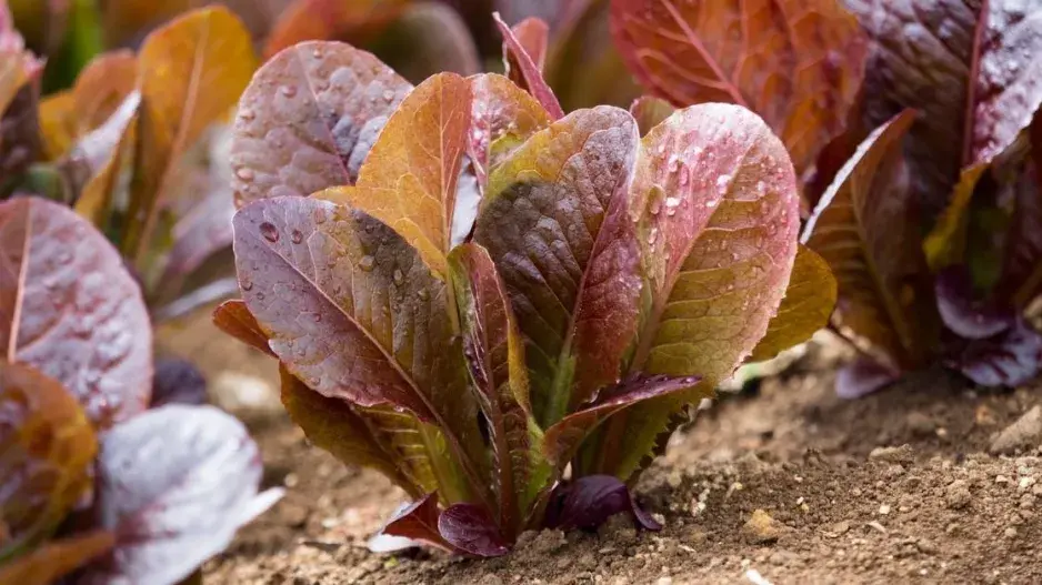 Římský salát (Lactuca sativa var. longifolia) Římský salát (Lactuca sativa var. longifolia)