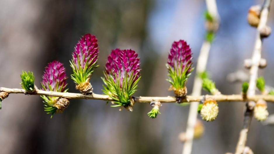 Modřín opadavý (Larix decidua)