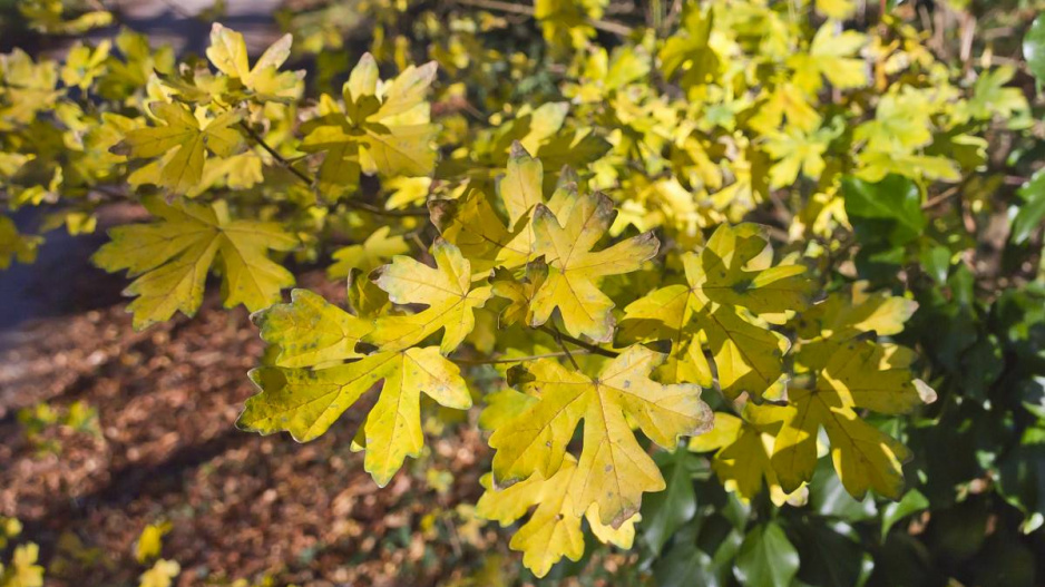 Javor babyka (Acer campestre)