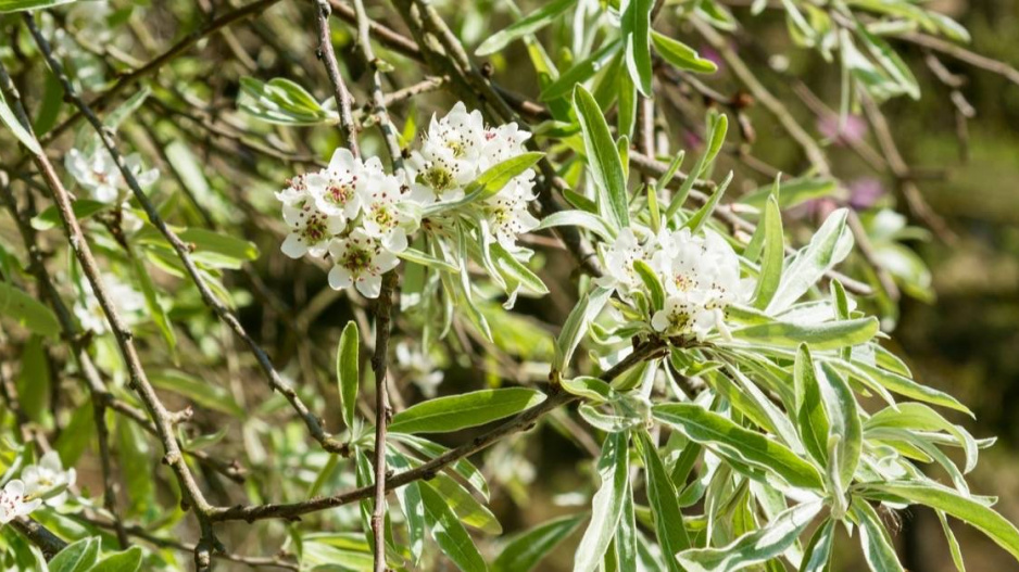 Hrušeň vrbolistá (Pyrus salicifolia)