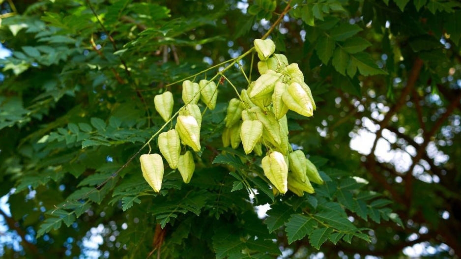 Svitel latnatý (Koelreuteria paniculata)