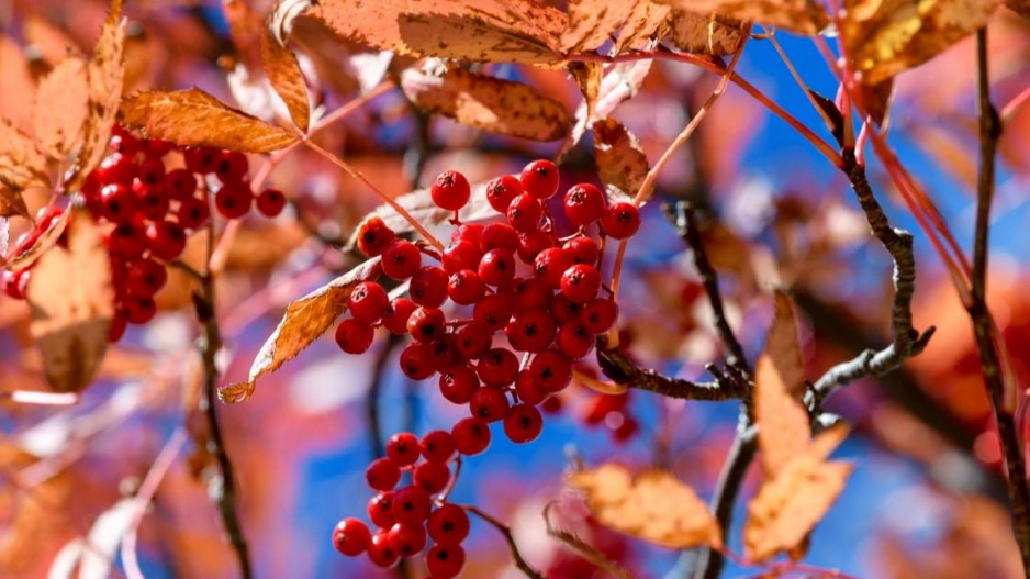 Jeřáb pomíchaný (Sorbus commixta)