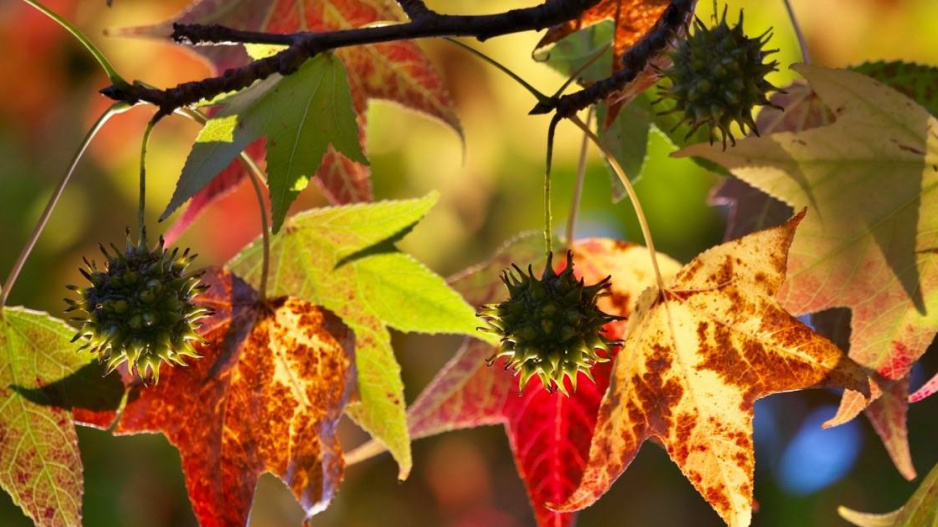 Ambroň západní (Liquidambar styraciflua)