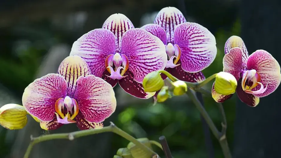 Orchidej můrovec (Phalaenopsis)