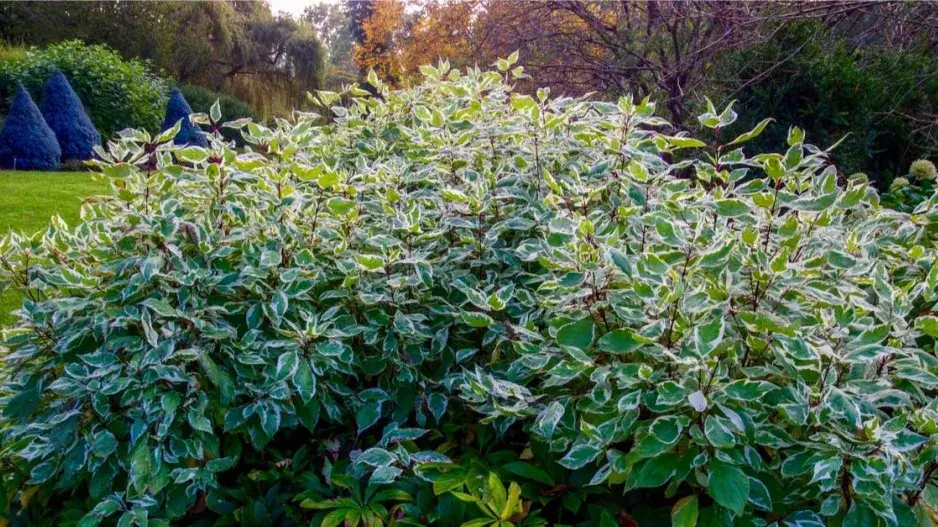 Svída bílá (Cornus alba) 'Ivory Halo'