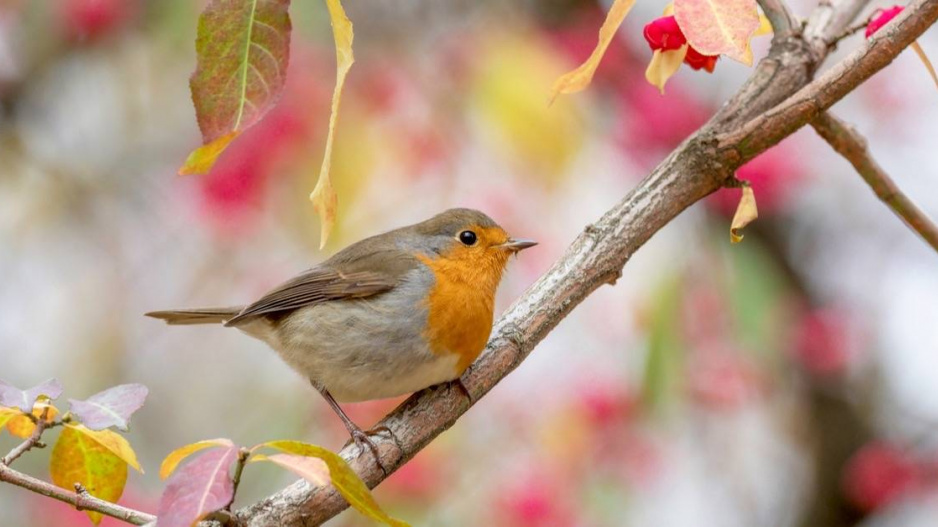 Červenka obecná (Erithacus rubecula)