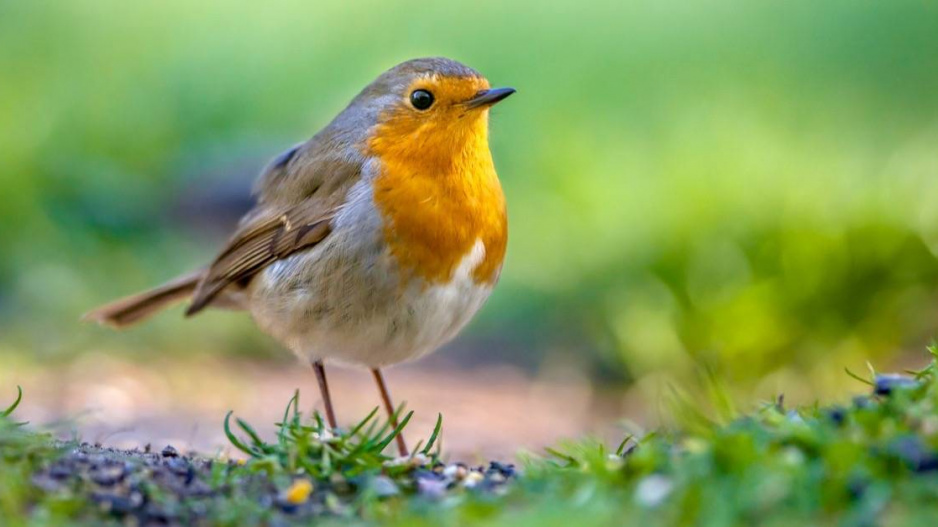 Červenka obecná (Erithacus rubecula)