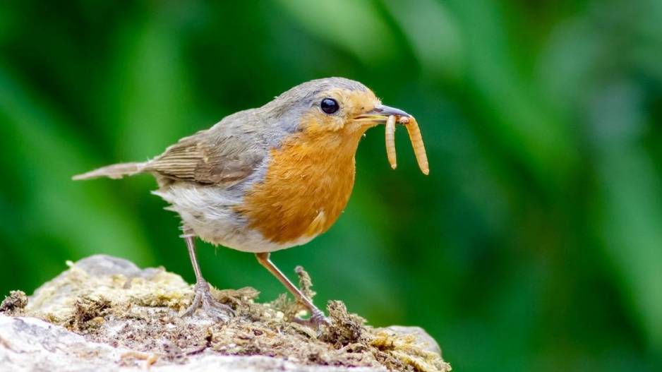 Červenka obecná (Erithacus rubecula)